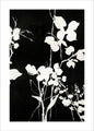 Silhouet Leaves 1 | PLAKAT