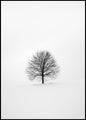Solitary 1 | INDRAMMET BILLEDE