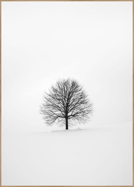 Solitary 1 | INDRAMMET BILLEDE Indrammet billede MF