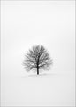 Solitary 1 | PLAKAT