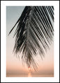 Sunset leaves | INDRAMMET BILLEDE