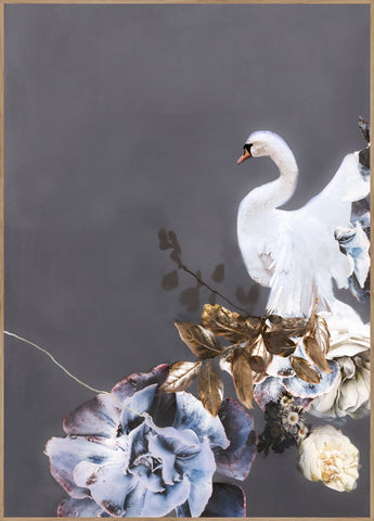 Swan Gold 1 | INDRAMMET BILLEDE Indrammet billede MF