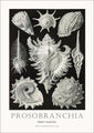 Tafel 53 | PLAKAT