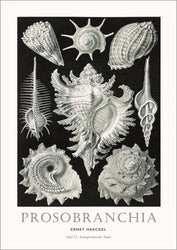 Tafel 53 | PLAKAT Plakat MF