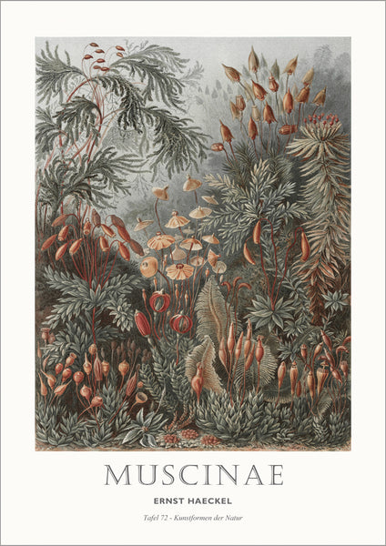 Tafel 72 | PLAKAT Plakat MF