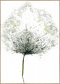 Tenderness 1 | INDRAMMET BILLEDE