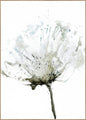 Tenderness 2 | INDRAMMET BILLEDE
