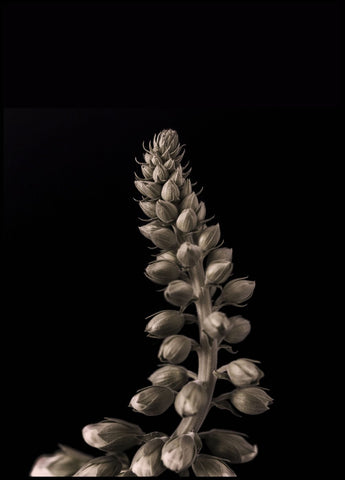 Upwards 2 | INDRAMMET BILLEDE Indrammet billede MF