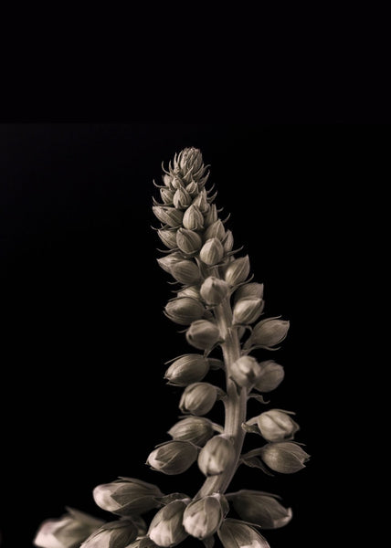 Upwards 2 | INDRAMMET BILLEDE Indrammet billede MF