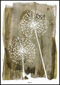 White Dandelion | INDRAMMET BILLEDE