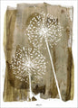 White Dandelion | PLAKAT