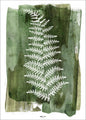 White Fern | PLAKAT