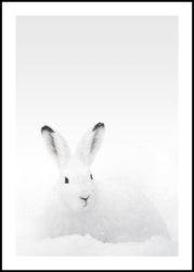 White Rabbit | INDRAMMET BILLEDE Indrammet billede MF 30x40 Sort