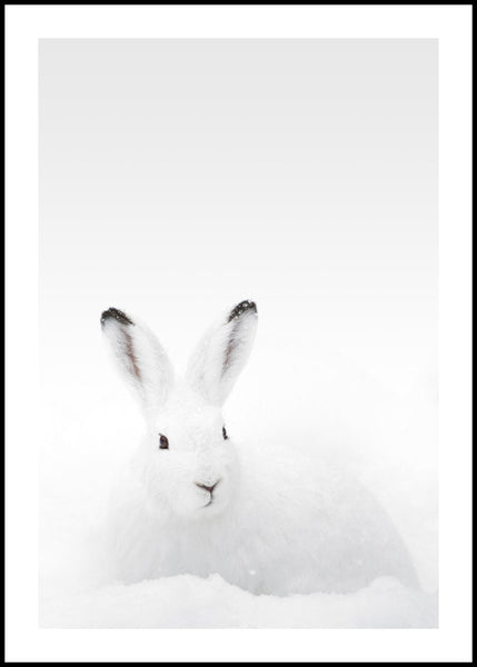 White Rabbit | INDRAMMET BILLEDE Indrammet billede MF 30x40 Sort