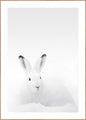 White Rabbit | INDRAMMET BILLEDE