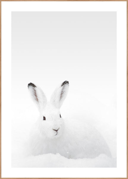 White Rabbit | INDRAMMET BILLEDE Indrammet billede MF 30x40 Egeramme