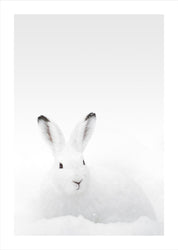 White Rabbit | PLAKAT Plakat MF