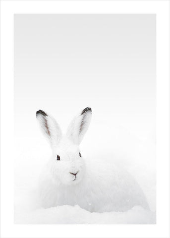 White Rabbit | PLAKAT Plakat MF
