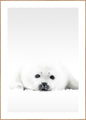 White Seal | INDRAMMET BILLEDE