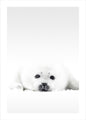 White Seal | PLAKAT