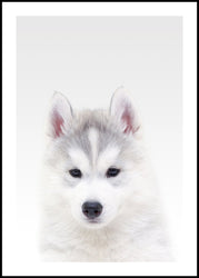White Wolf | INDRAMMET BILLEDE Indrammet billede MF 30x40 Sort