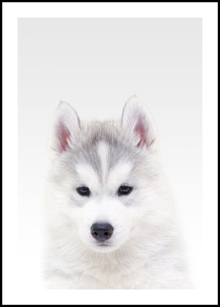 White Wolf | INDRAMMET BILLEDE Indrammet billede MF 30x40 Sort