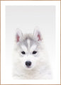 White Wolf | INDRAMMET BILLEDE