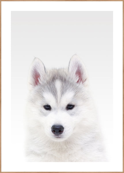 White Wolf | INDRAMMET BILLEDE Indrammet billede MF 30x40 Egeramme