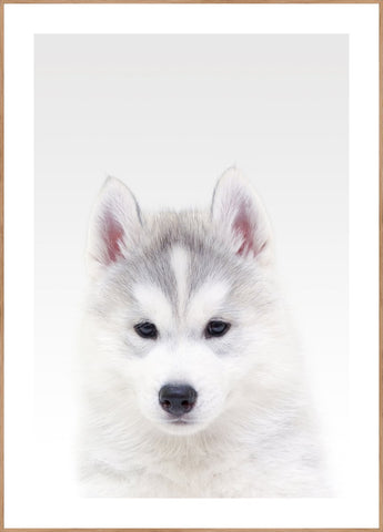 White Wolf | INDRAMMET BILLEDE Indrammet billede MF 30x40 Egeramme