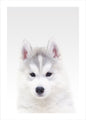 White Wolf | PLAKAT