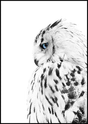 White owl | INDRAMMET BILLEDE Indrammet billede MF 30x40 Sort