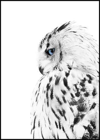 White owl | INDRAMMET BILLEDE Indrammet billede MF 30x40 Sort