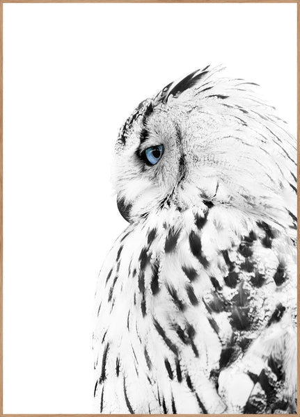 White owl | INDRAMMET BILLEDE Indrammet billede MF 30x40 Egeramme