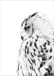White owl | PLAKAT Plakat MF