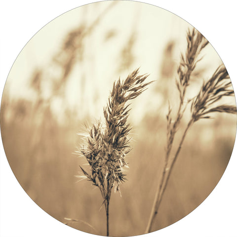 Reed 3 | CIRCLE ART Circle Art ART COPENHAGEN   