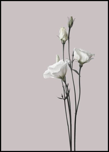 Flower2 | INDRAMMET BILLEDE Indrammet billede MF