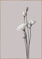Flower2 | INDRAMMET BILLEDE