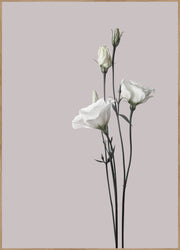 Flower2 | INDRAMMET BILLEDE Indrammet billede MF