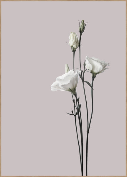 Flower2 | INDRAMMET BILLEDE Indrammet billede MF