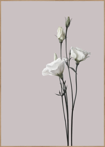 Flower2 | INDRAMMET BILLEDE Indrammet billede MF