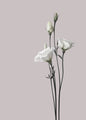 Flower 2 | PLAKAT