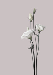 Flower 2 | PLAKAT Plakat MF
