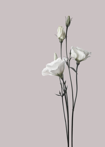 Flower 2 | PLAKAT Plakat MF