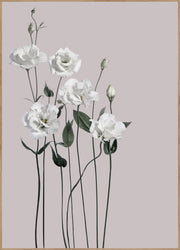 Flower1 | INDRAMMET BILLEDE Indrammet billede MF