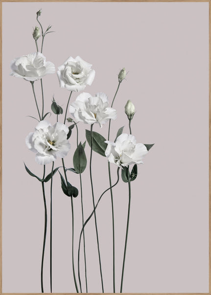 Flower1 | INDRAMMET BILLEDE Indrammet billede MF