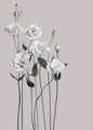 Flower 1 | PLAKAT