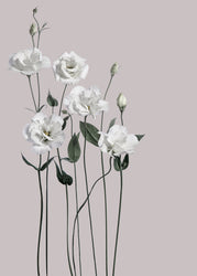 Flower 1 | PLAKAT Plakat MF