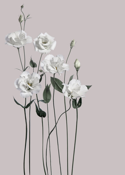 Flower 1 | PLAKAT Plakat MF