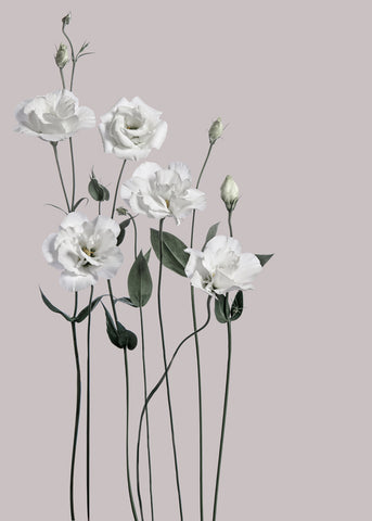 Flower 1 | PLAKAT Plakat MF