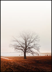 Graceland | INDRAMMET BILLEDE Indrammet billede MF 30x40 Sort